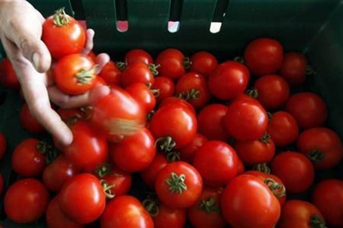 Prices of tomatoes spurt 142% in November, no immediate relief: Crisil