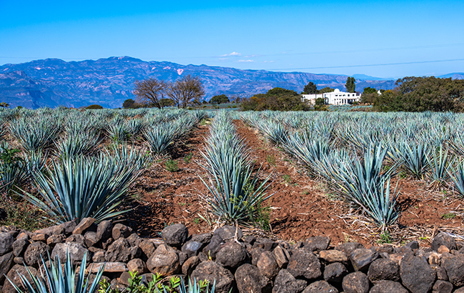 Drizly: Tequila to ‘challenge’ vodka in 2022